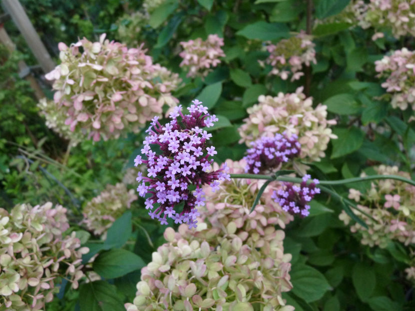  - 2022 - 03 - Toamna