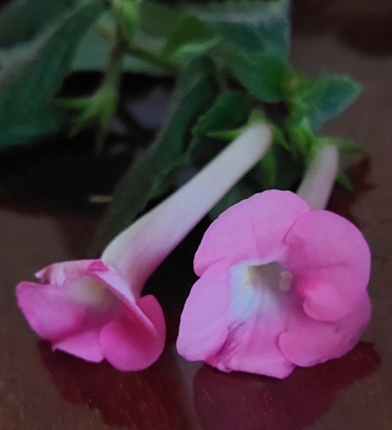  - BRID-S DORNROSCHEN