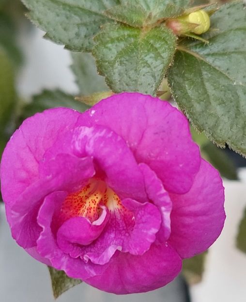  - PURPLE MYSTERY