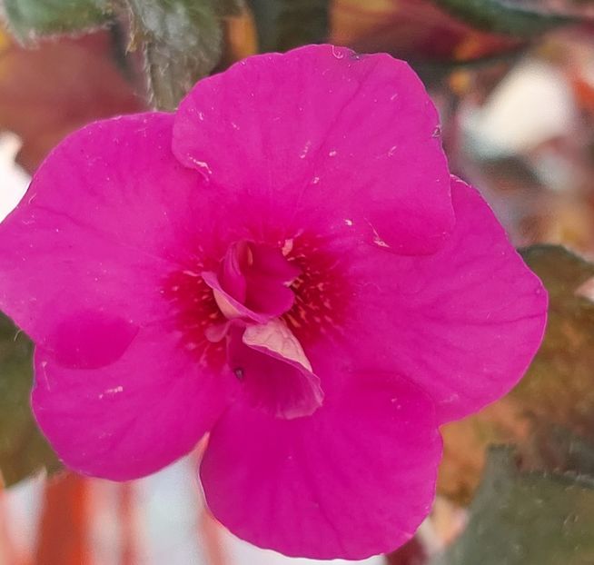Mozelle - AAA RIZOMI ACHIMENES DISPONIBILI -2023