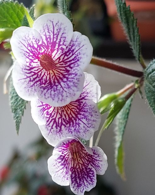  - Ambroise Verschaffelt