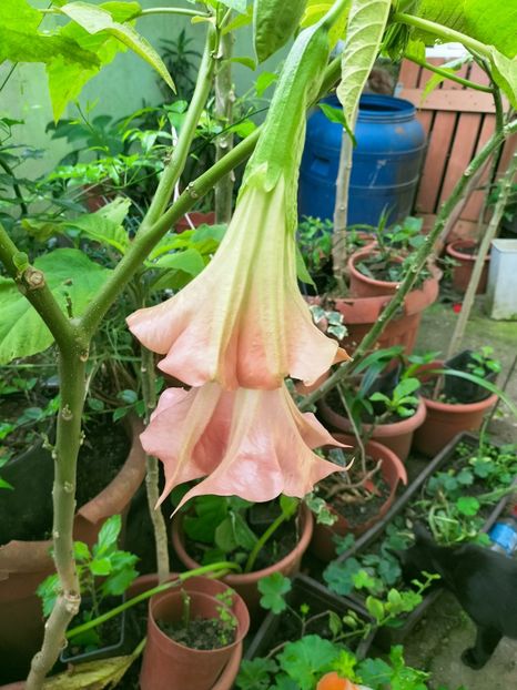 IMG20220926103122 - Septembrie 2022 vol 2