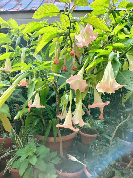 IMG20220926103106 - Septembrie 2022 vol 2