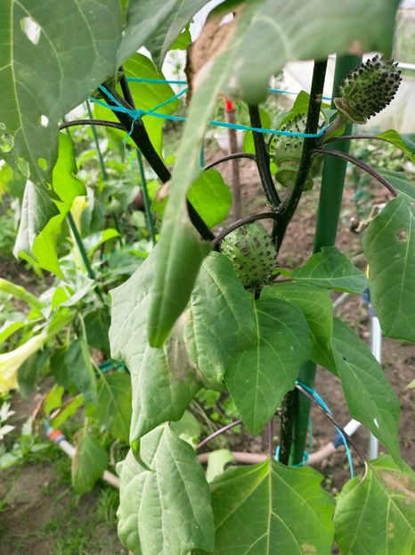 IMG20220926095623 - Septembrie 2022 vol 2