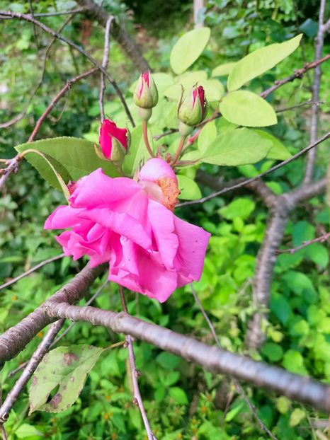 IMG20220926095333 - Septembrie 2022 vol 2