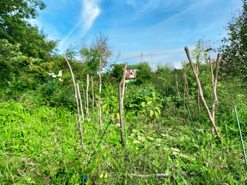 IMG20220926095324 - Septembrie 2022 vol 2