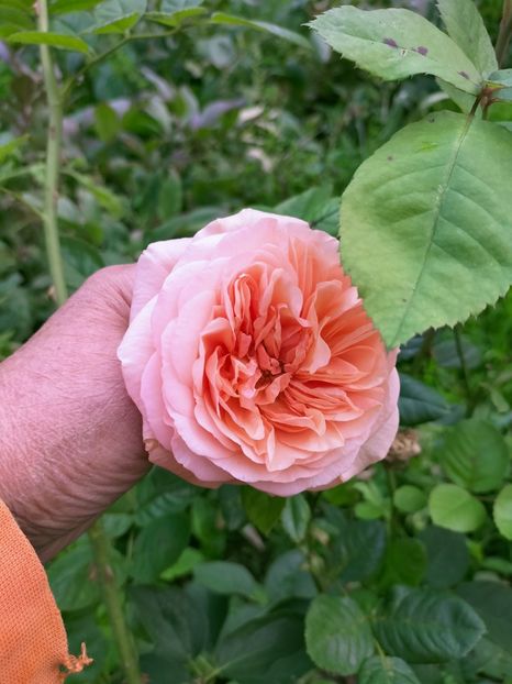 IMG20220926094526 - Septembrie 2022 vol 2