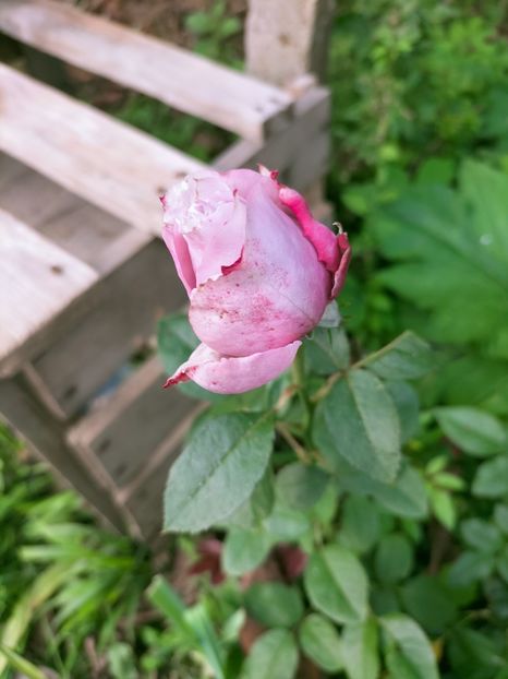 IMG20220926094503 - Septembrie 2022 vol 2