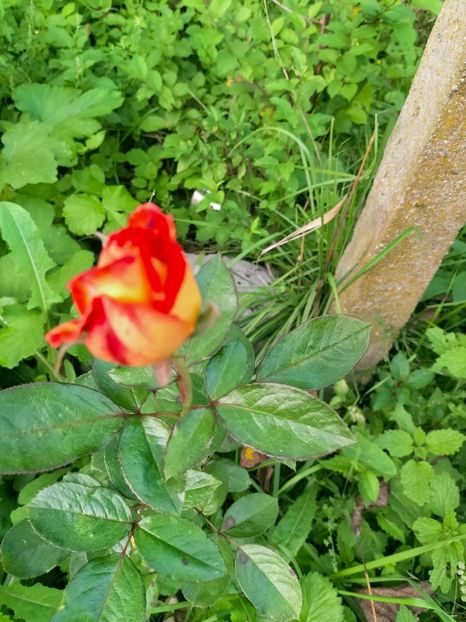 IMG20220926094437 - Septembrie 2022 vol 2