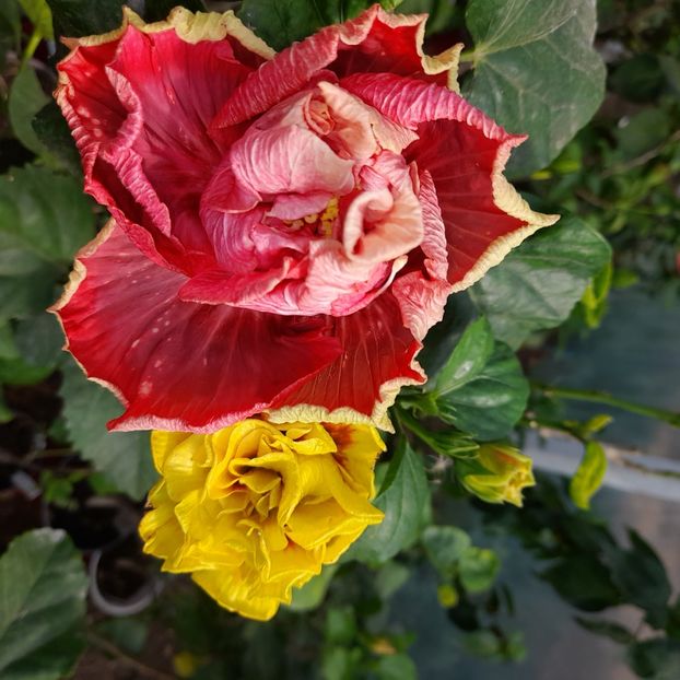 26.09.2022 - Chis Garden Forest Rhapsody