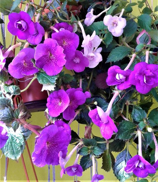  - Frumosi mei achi astazi