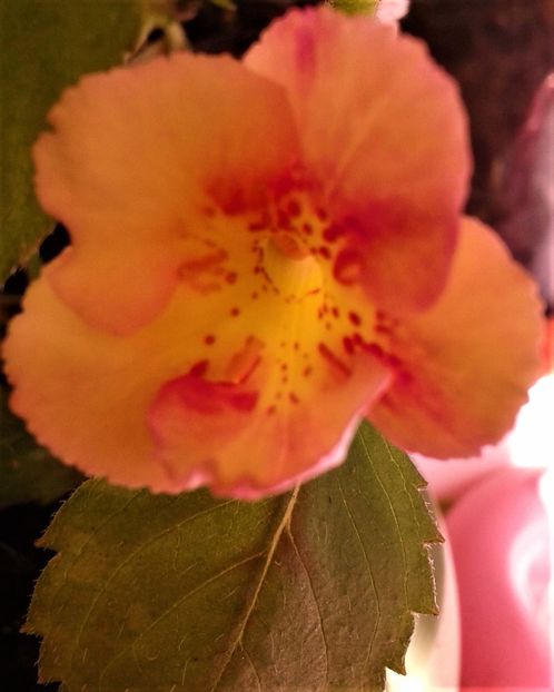  - Frumosi mei achi astazi