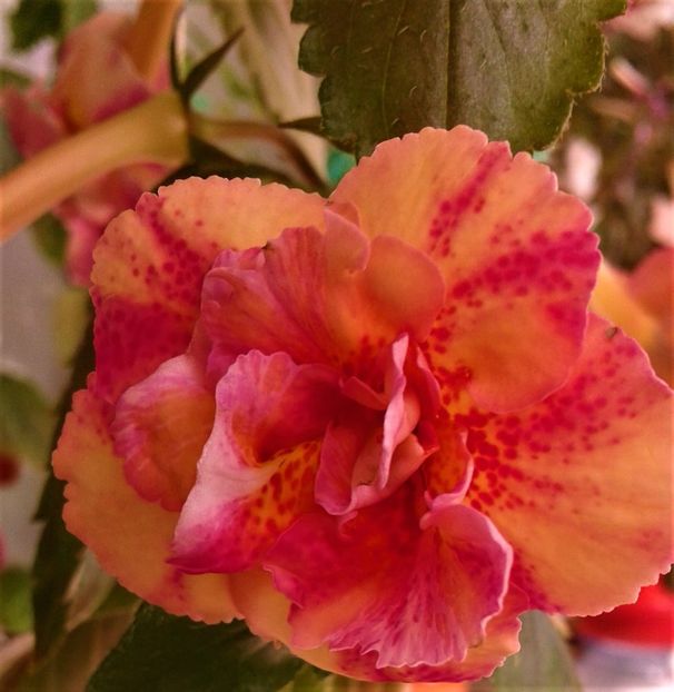  - Frumosi mei achi astazi