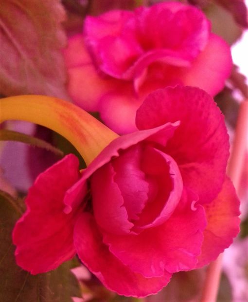  - Frumosi mei achi astazi