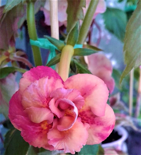  - Frumosi mei achi astazi