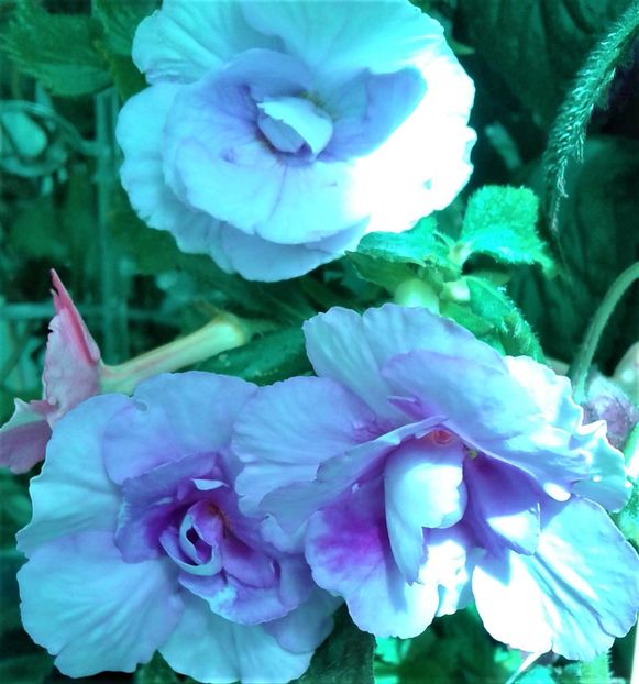  - Frumosi mei achi astazi