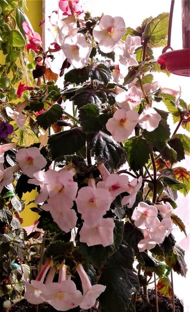  - Frumosi mei achi astazi