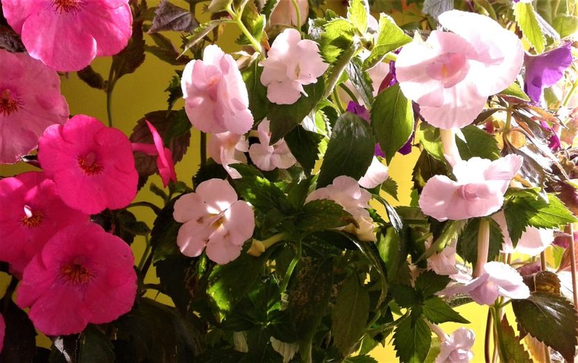  - Frumosi mei achi astazi