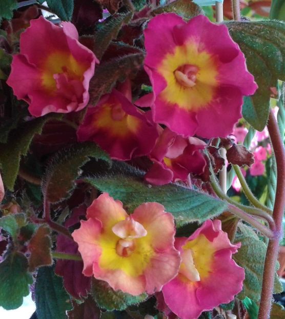  - Frumosi mei achi astazi