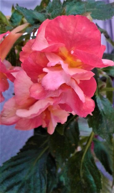  - Frumosi mei achi astazi