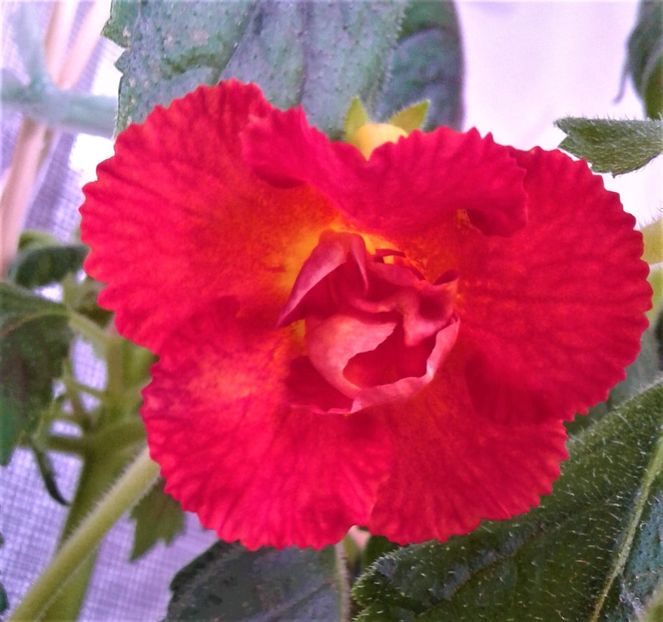  - Frumosi mei achi astazi