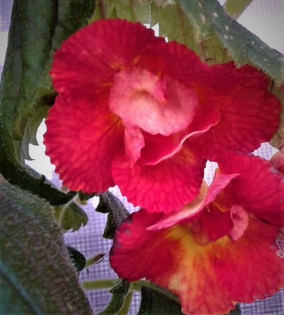  - Frumosi mei achi astazi