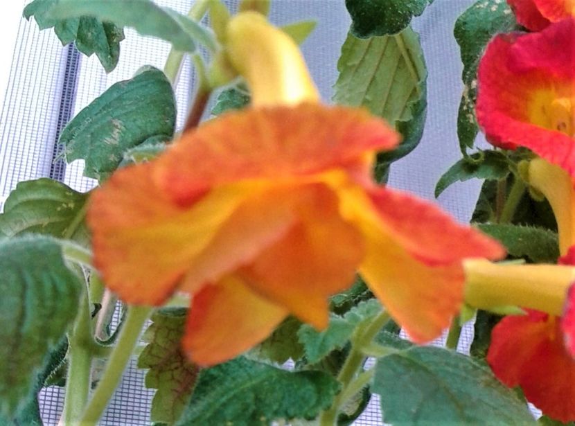  - Frumosi mei achi astazi