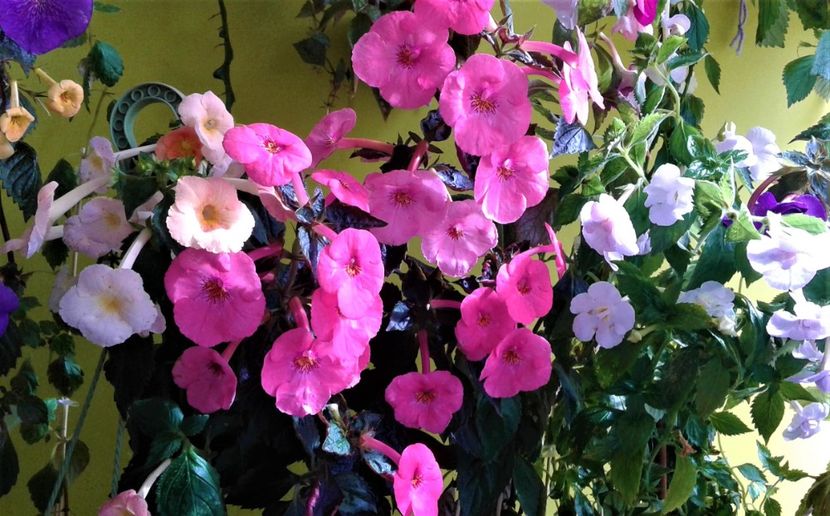  - Frumosi mei achi astazi