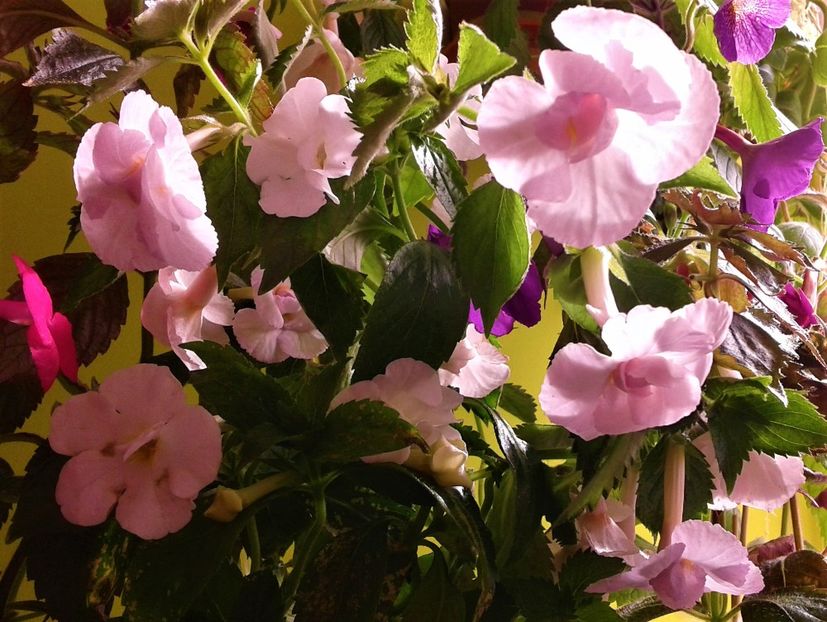  - Frumosi mei achi astazi