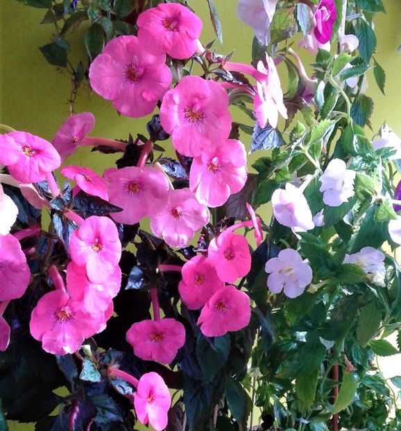  - Frumosi mei achi astazi