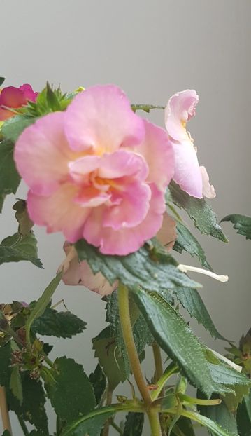  - Yellow English Rose p