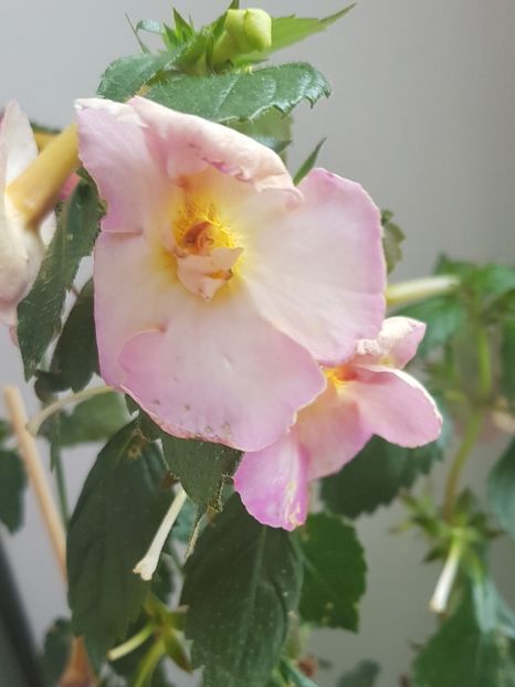  - Yellow English Rose p