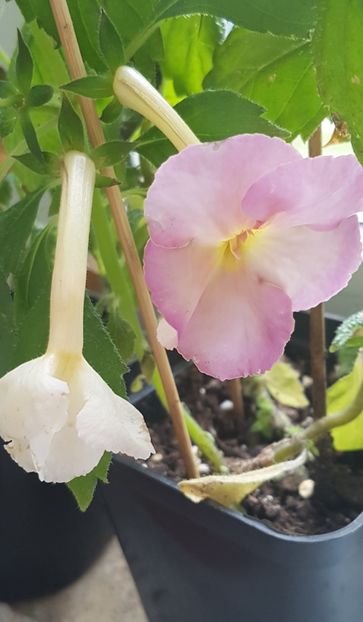  - Yellow English Rose p
