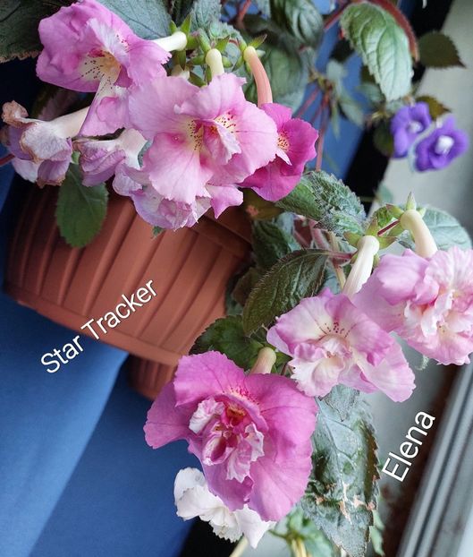  - 2022 - Achimenes