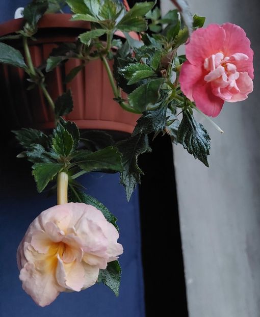  - 2022 - Achimenes