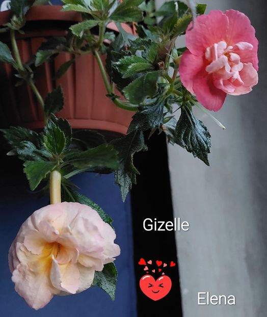  - 2022 - Achimenes