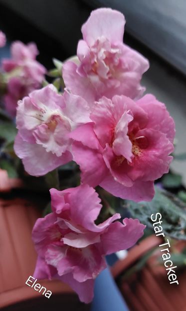  - 2022 - Achimenes