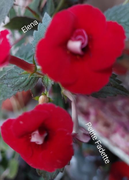  - 2022 - Achimenes