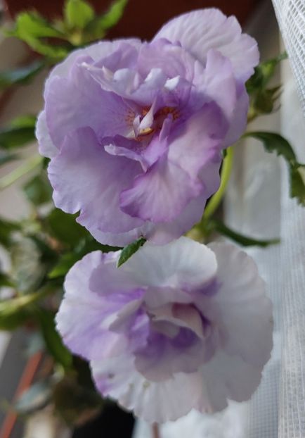  - 2022 - Achimenes