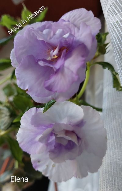  - 2022 - Achimenes