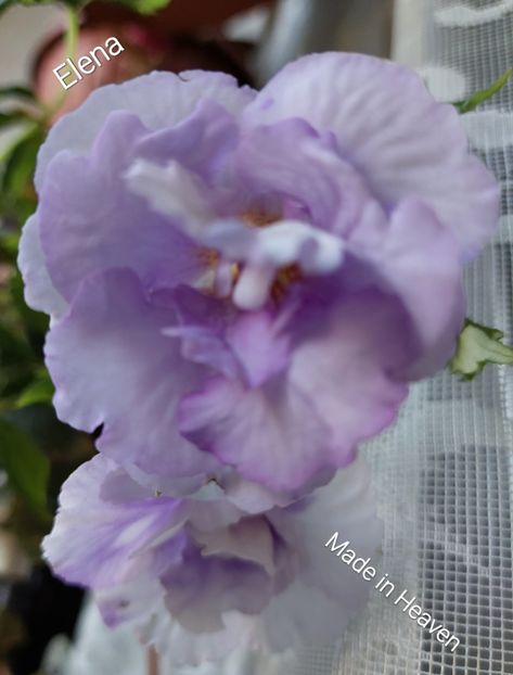  - 2022 - Achimenes