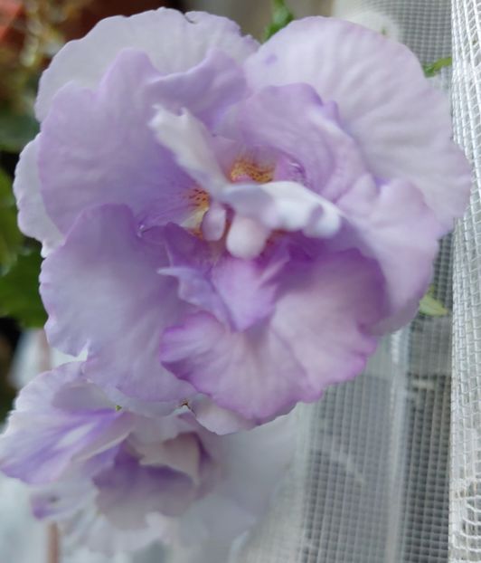 20220920_082242(0) - 2022 - Achimenes