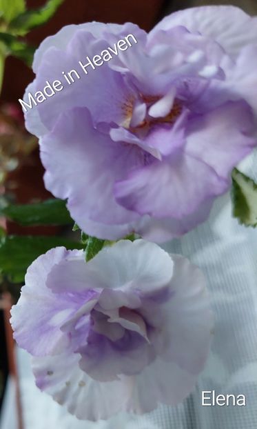  - 2022 - Achimenes