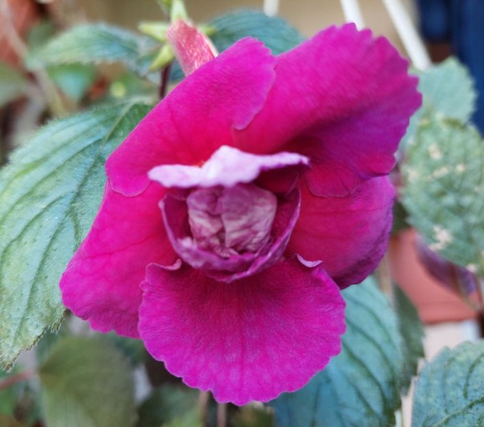  - 2022 - Achimenes