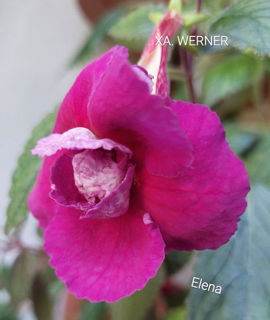  - 2022 - Achimenes