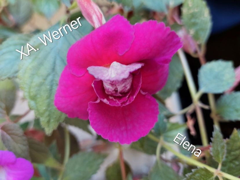  - 2022 - Achimenes