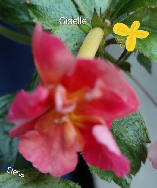  - 2022 - Achimenes