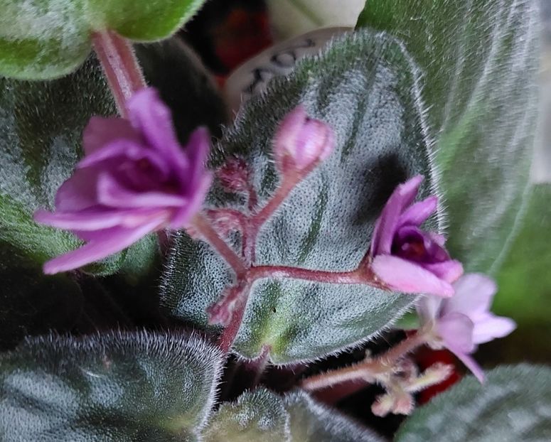  - 2022 - Violete - Oxalis - Kalanchoe