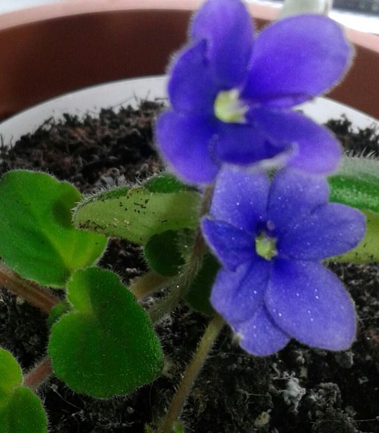 20220117_135909-1-1 - 2022 - Violete - Oxalis - Kalanchoe