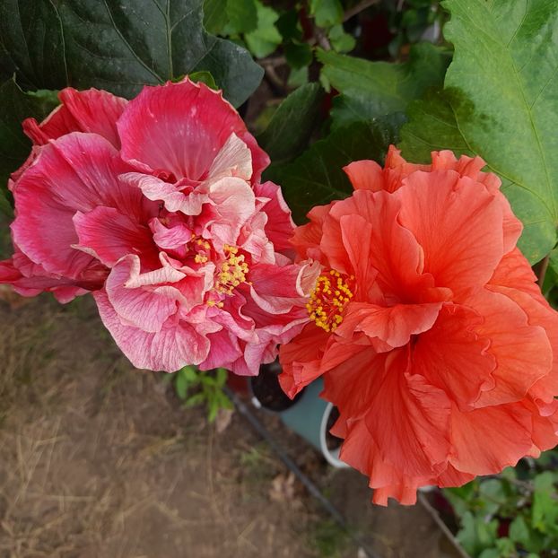 27.09.2022 - HIBISCUSI 2022-5